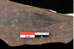 Foto (Detailansicht) von Quercus palaeoilex Ettingshausen (NHMW-GEO-2024-0188-0748)